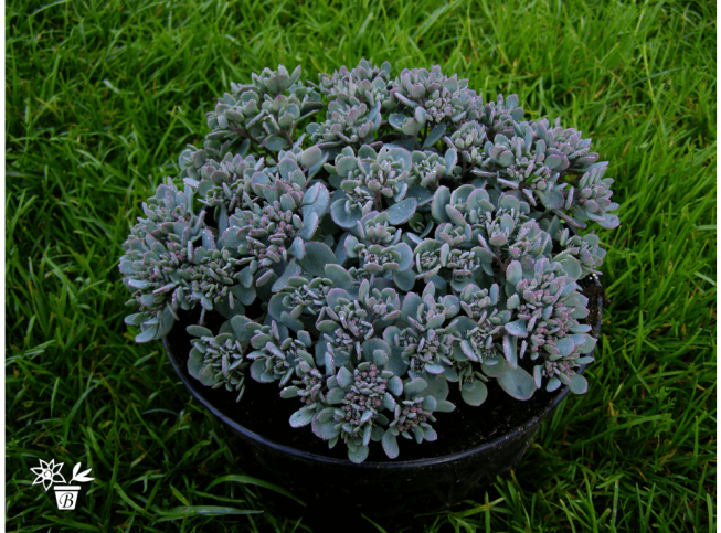 Sedum cauticola   'Robustum'